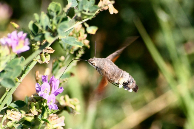 Macroglossum stellatarum